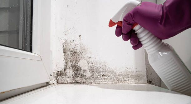 Best Basement water damage restoration  in Pocola, OK